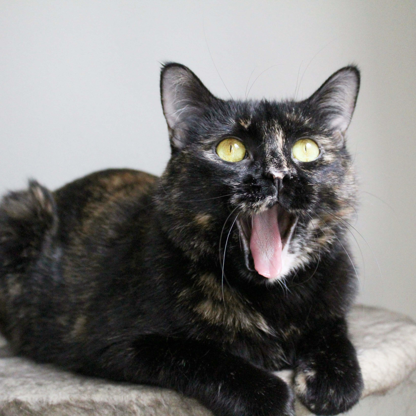 Image of tortoiseshell cat perched on a cat tree yawning in a way that make it look as though it is smiling excitedly